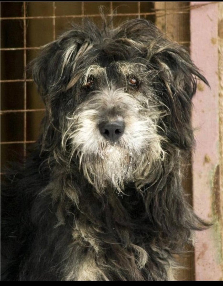 Дворняжка шнауцер