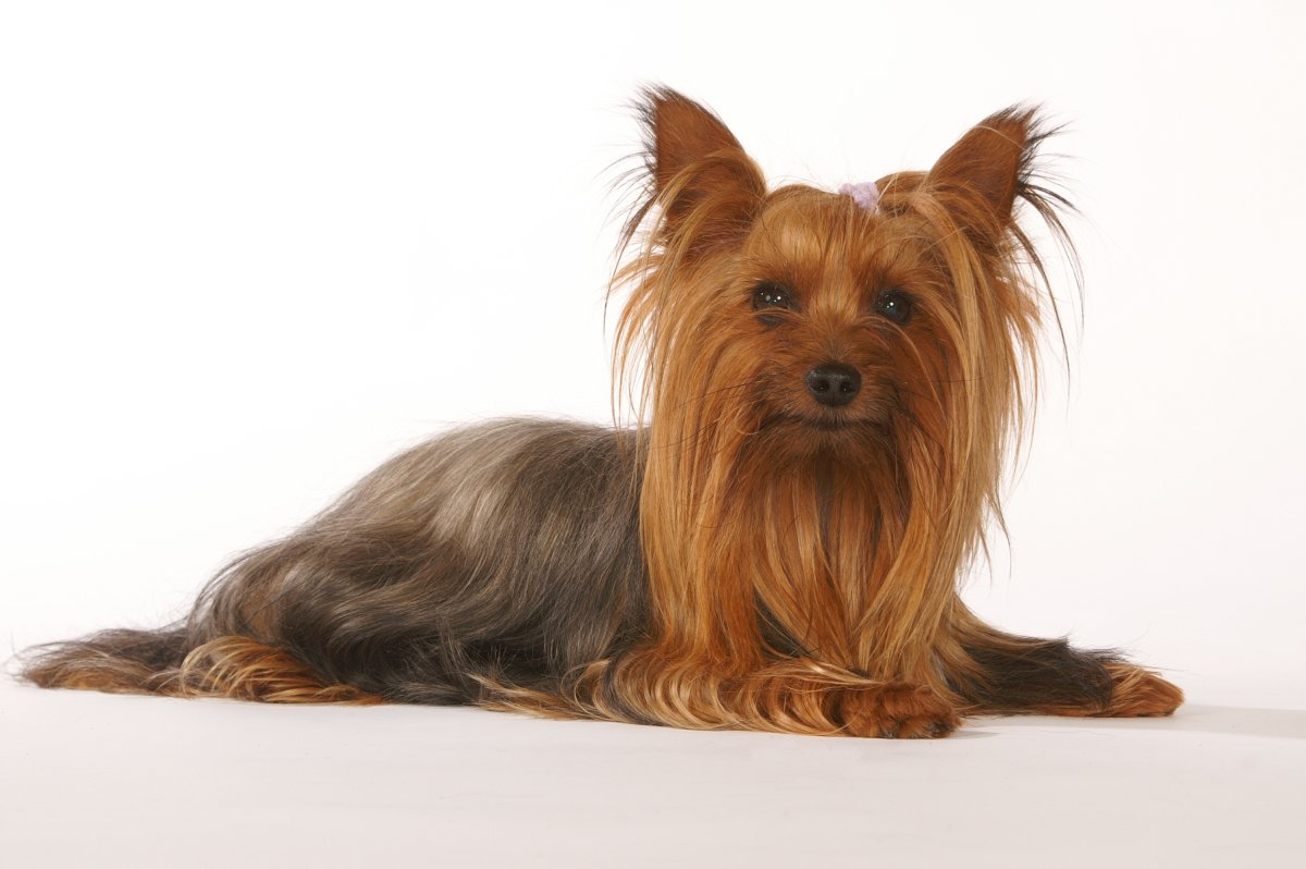 Волосатый терьер