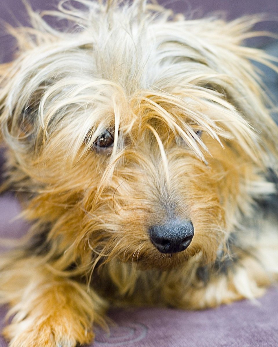 Лохмач терьер