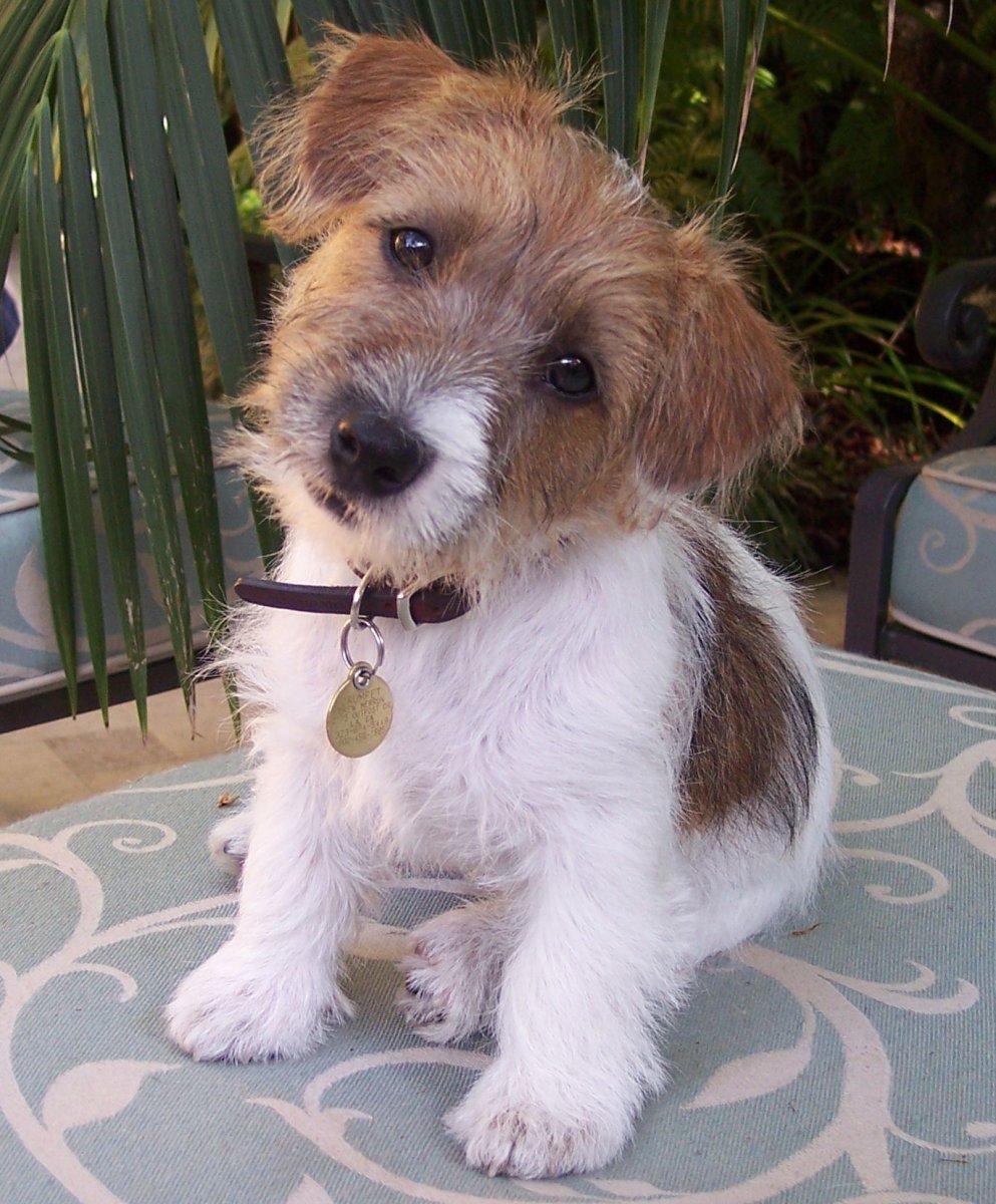 Джек-Рассел-терьер длинношерстный