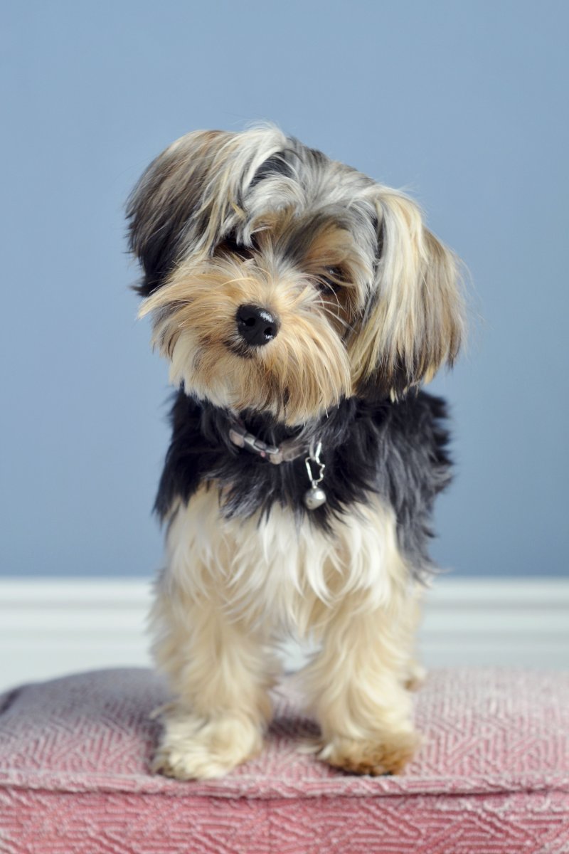 Вислоухий Йоркширский терьер