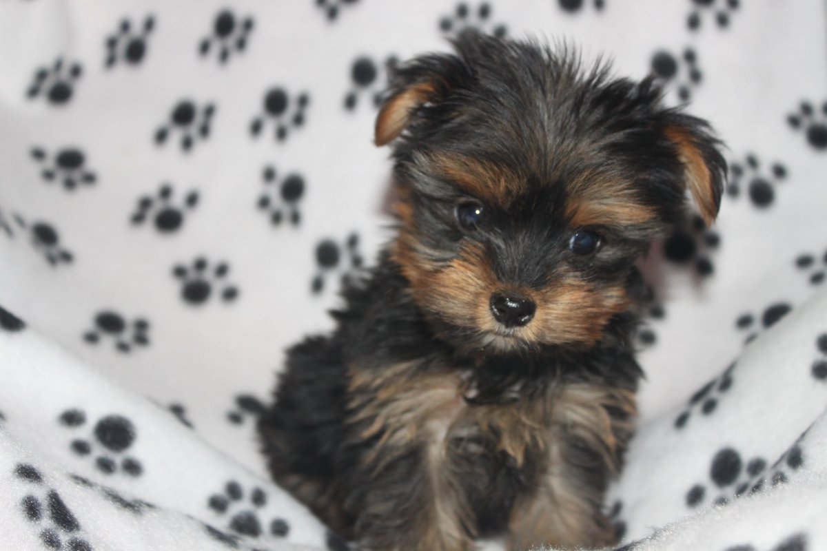 Вислоухий Йоркширский терьер