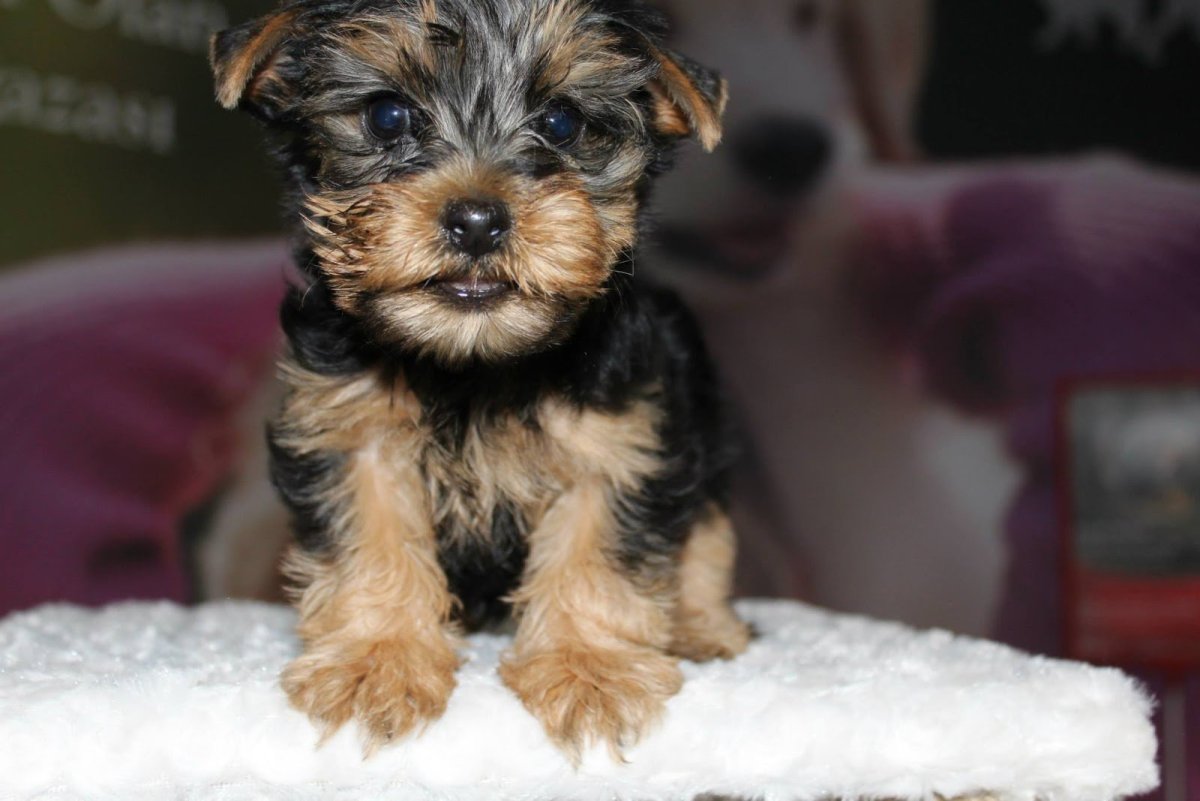 Йоркширский терьер гладкошерстный