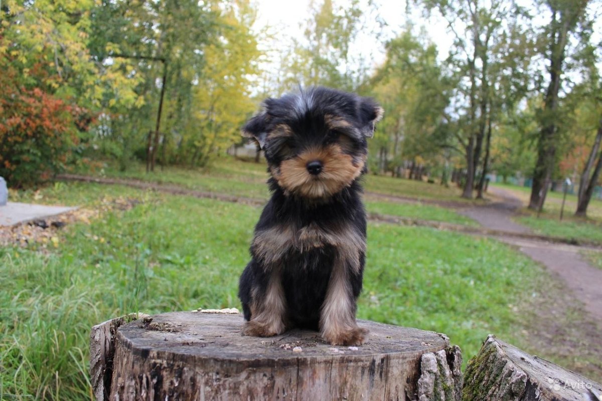 Йоркширский терьер стандарт фото по месяцам
