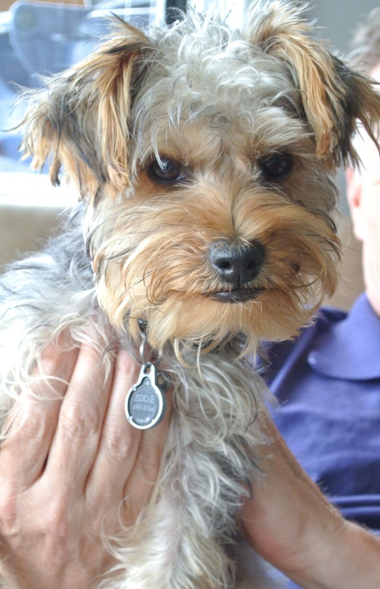 Нестриженный терьер