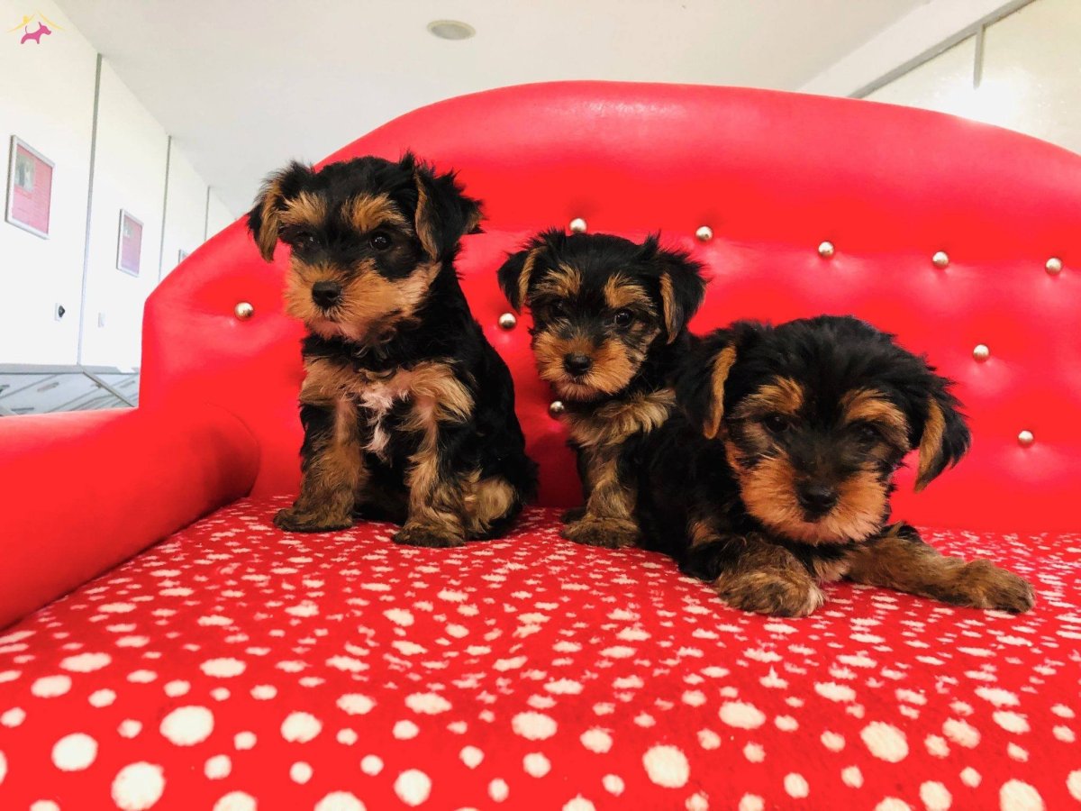 Вислоухий Йоркширский терьер