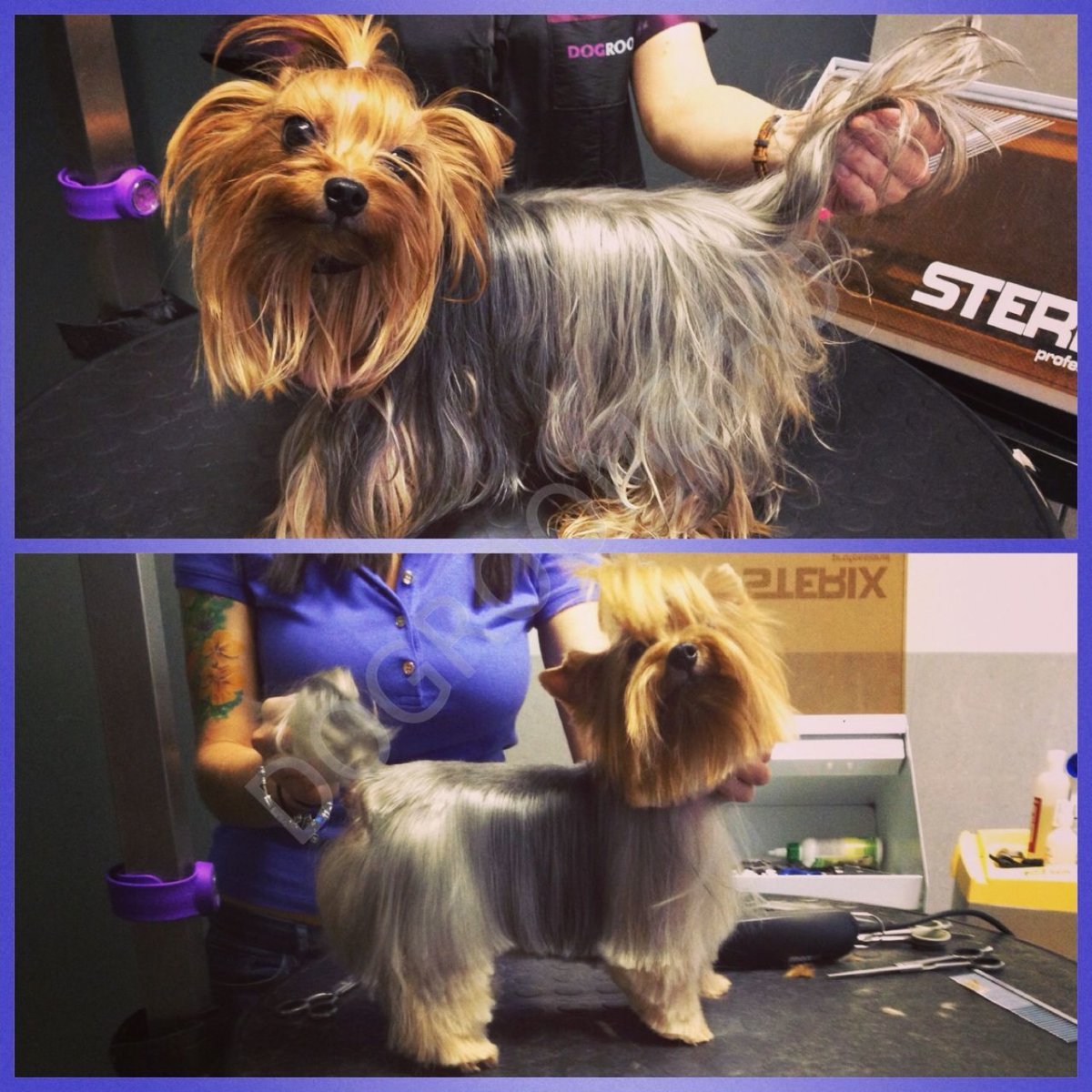 Йоркширский терьер до и после стрижки