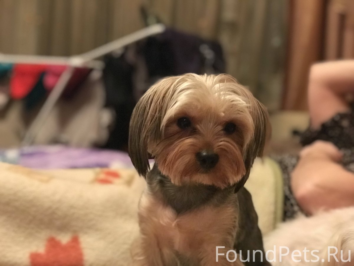 Вислоухий Йоркширский терьер