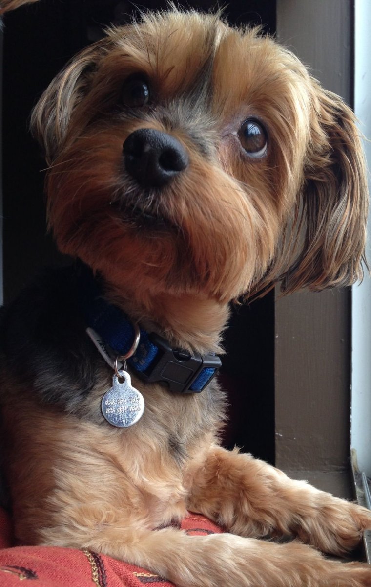 Вислоухий Йоркширский терьер