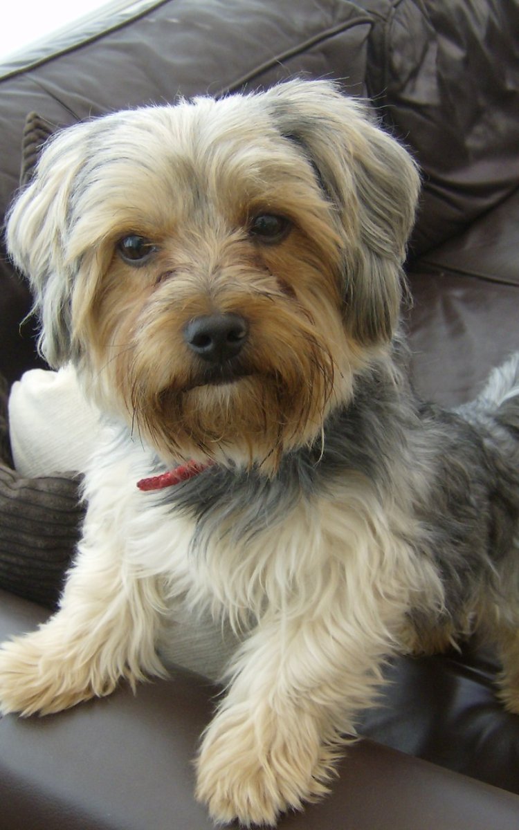 Собака типа Йорка