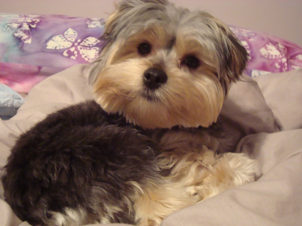 Йоркширский вислоухий