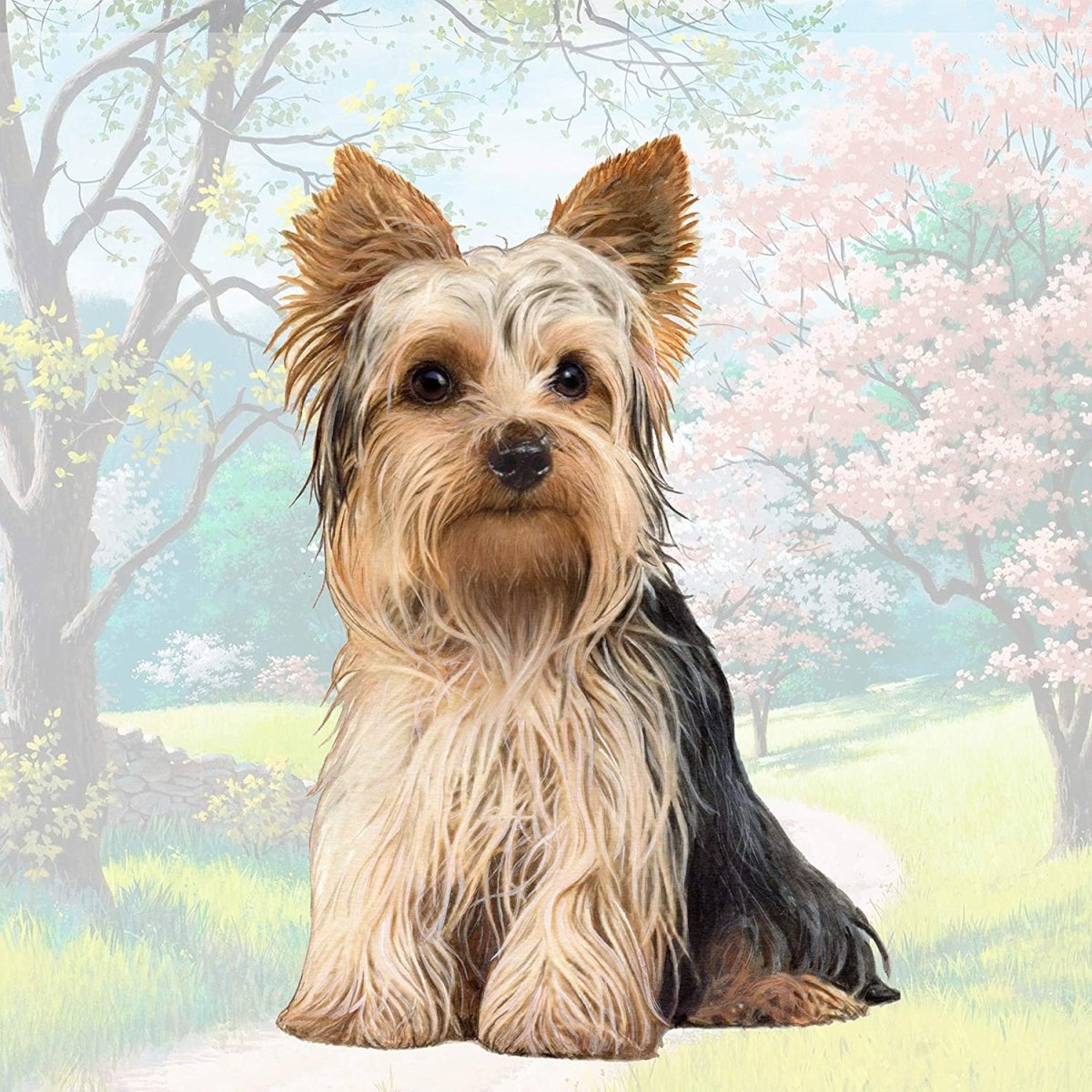 Йоркширский терьер Соломон