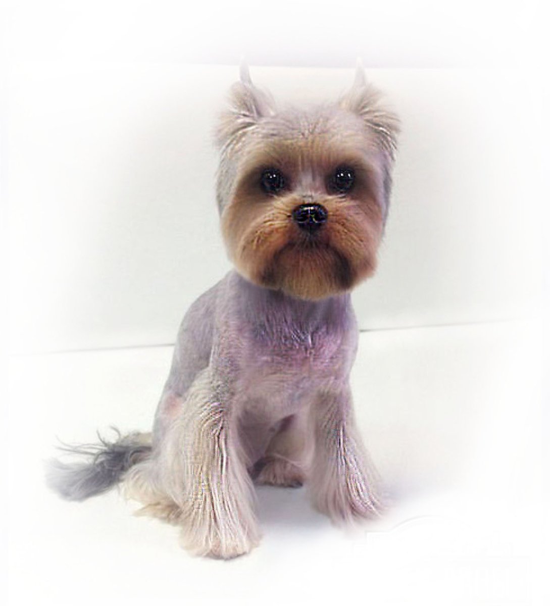 Терьер Йоркширский стриженный