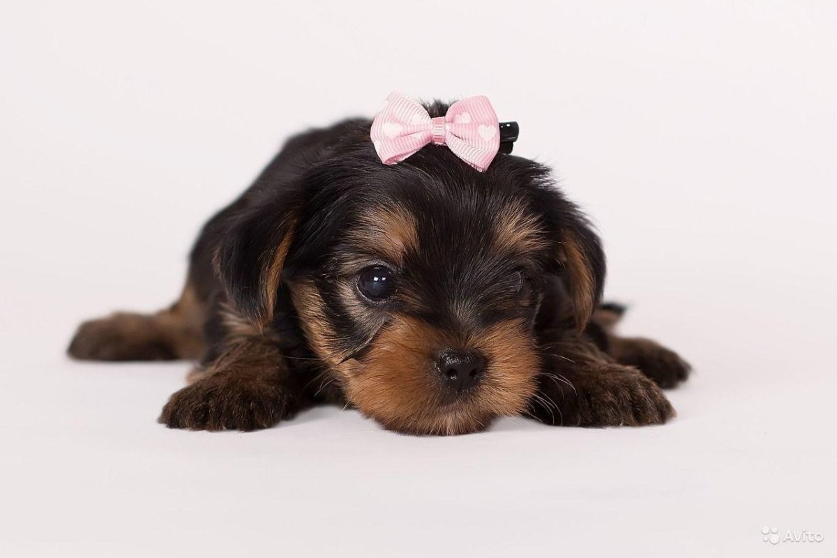 Йоркширский терьер маленькие щенки 1 месяц