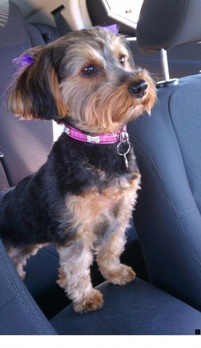 Стрижка Йорка с висячими ушами