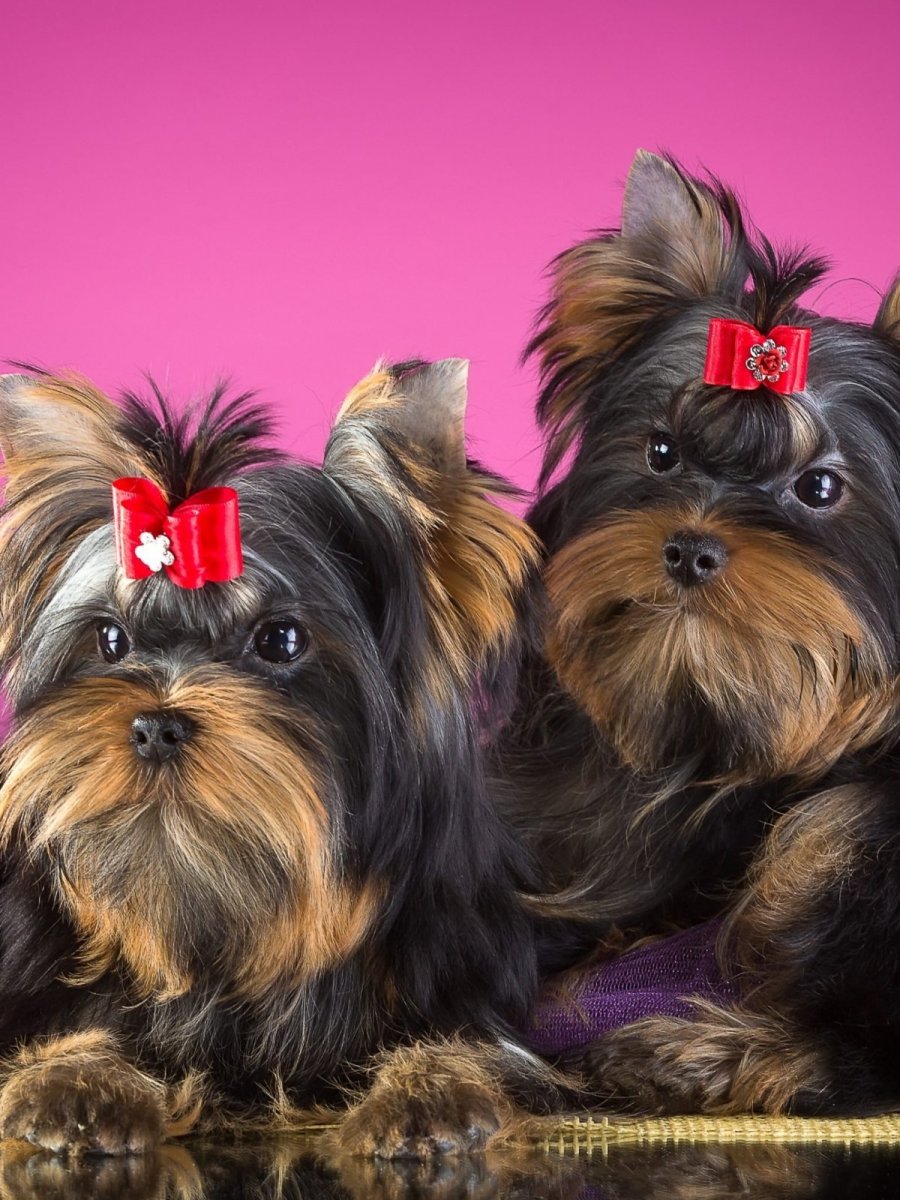 Йоркширский той терьер