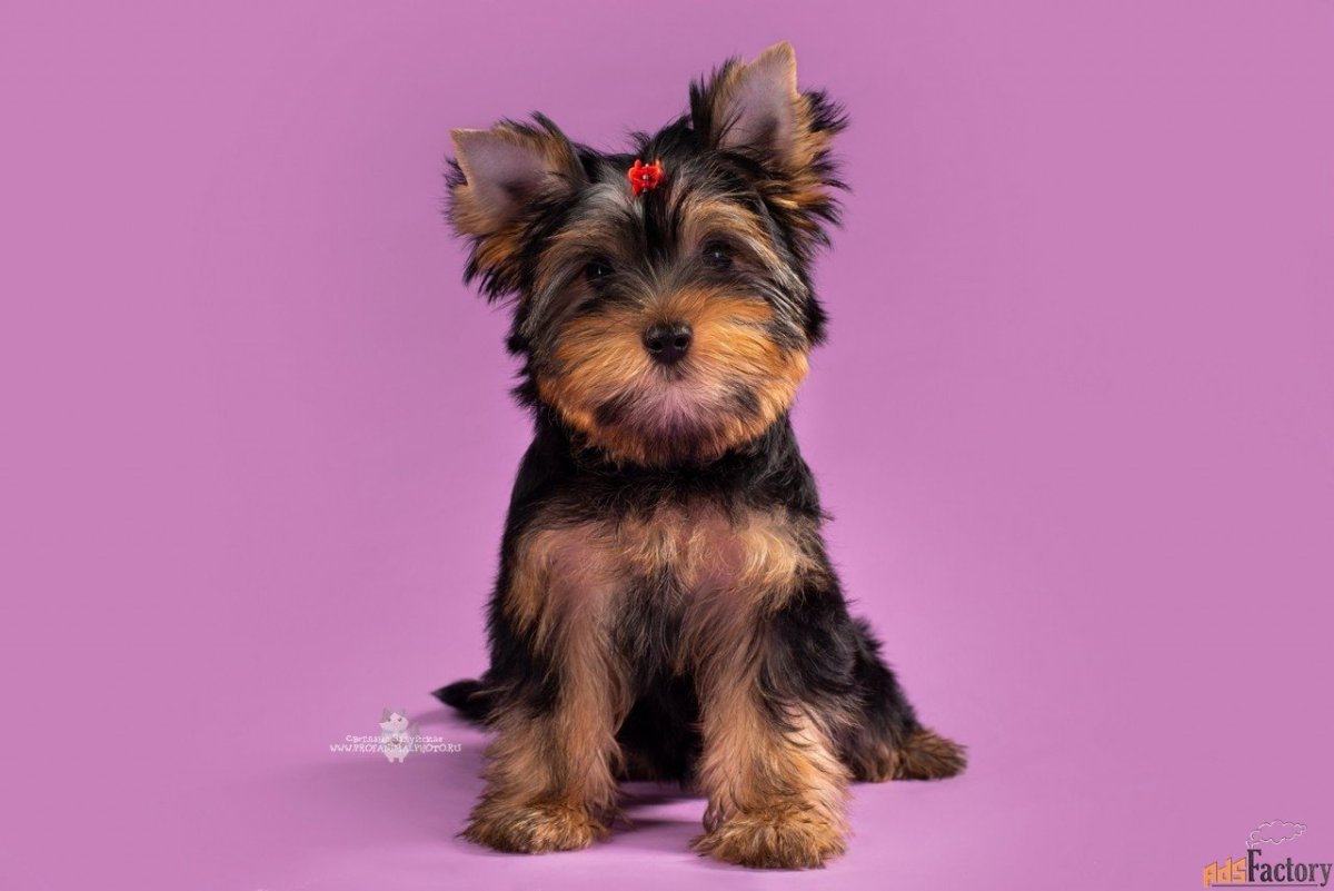 Йоркширский терьер короткошерстный