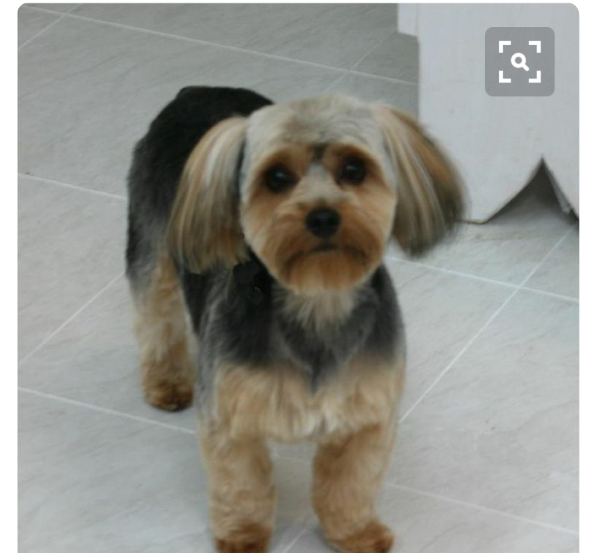 Вислоухий Йоркширский терьер