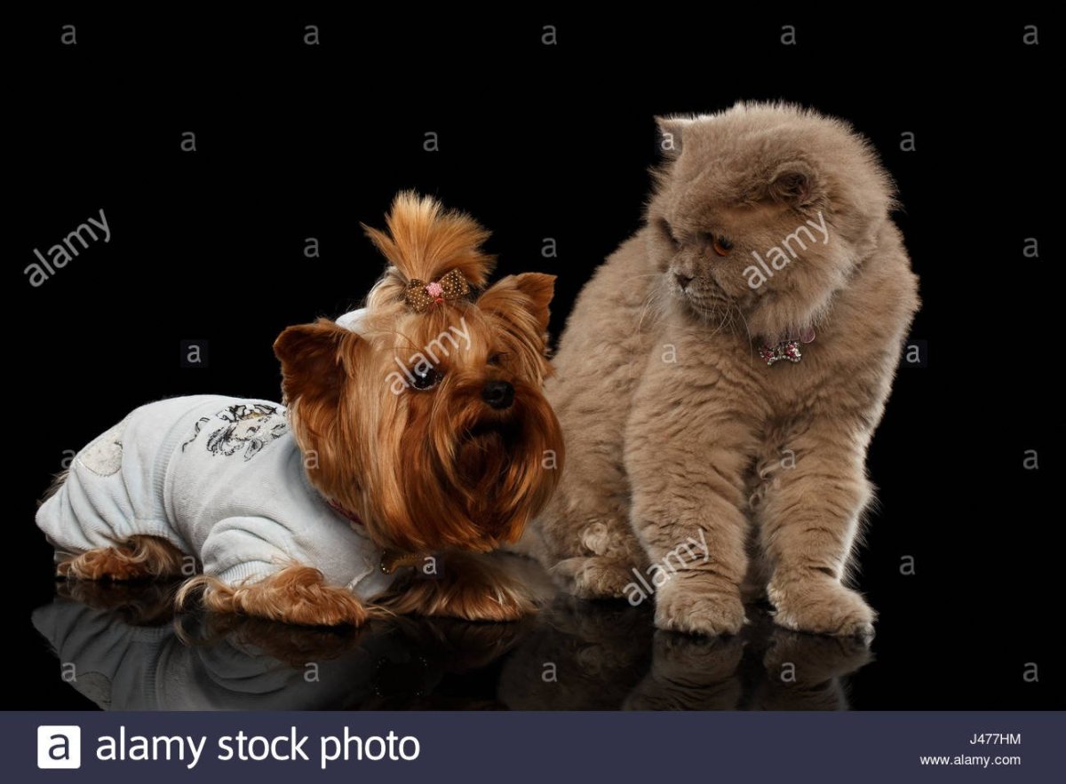 Скоттиш фолд и Йоркширский терьер