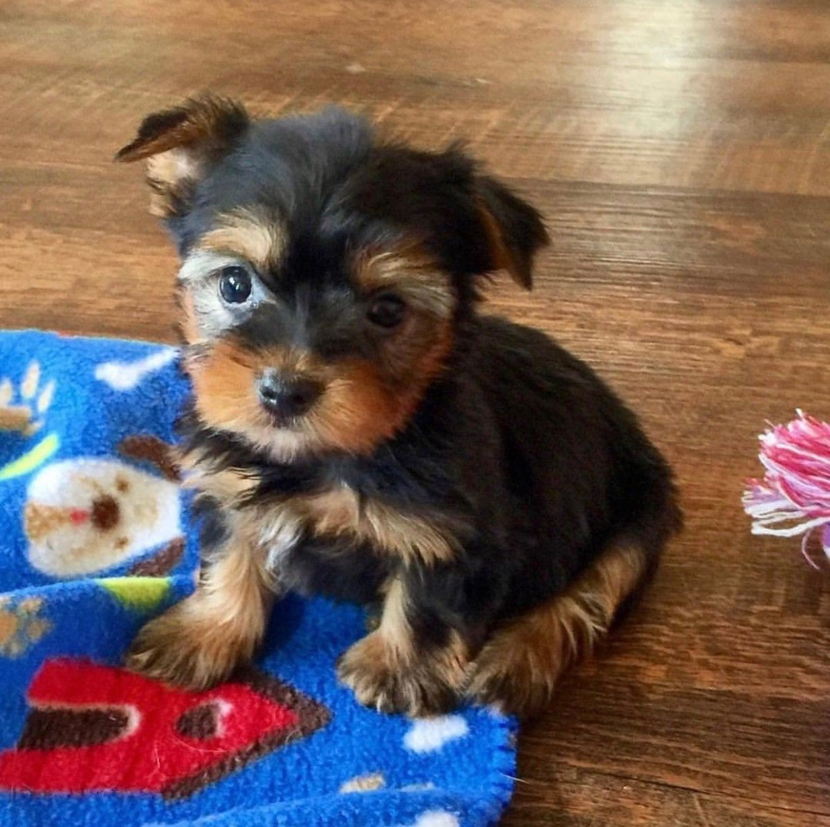 Вислоухий Йоркширский терьер