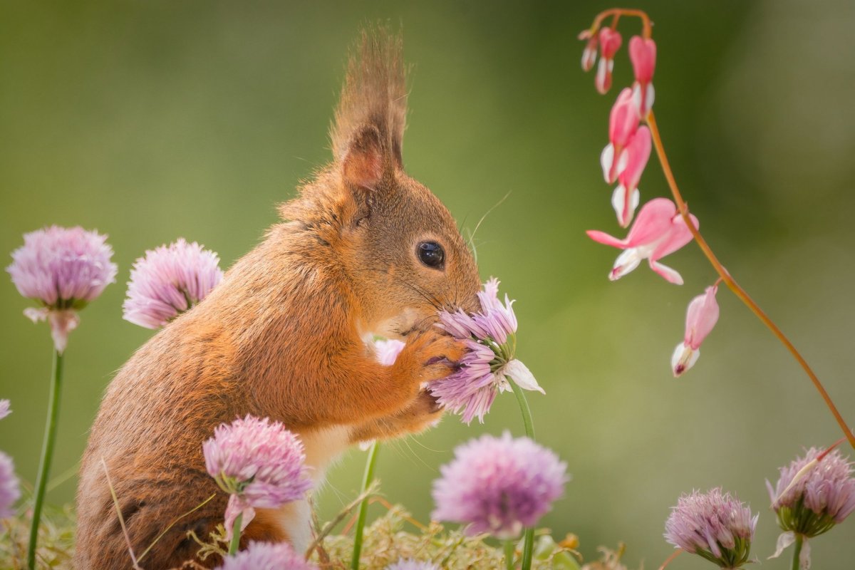 Цветы и животные