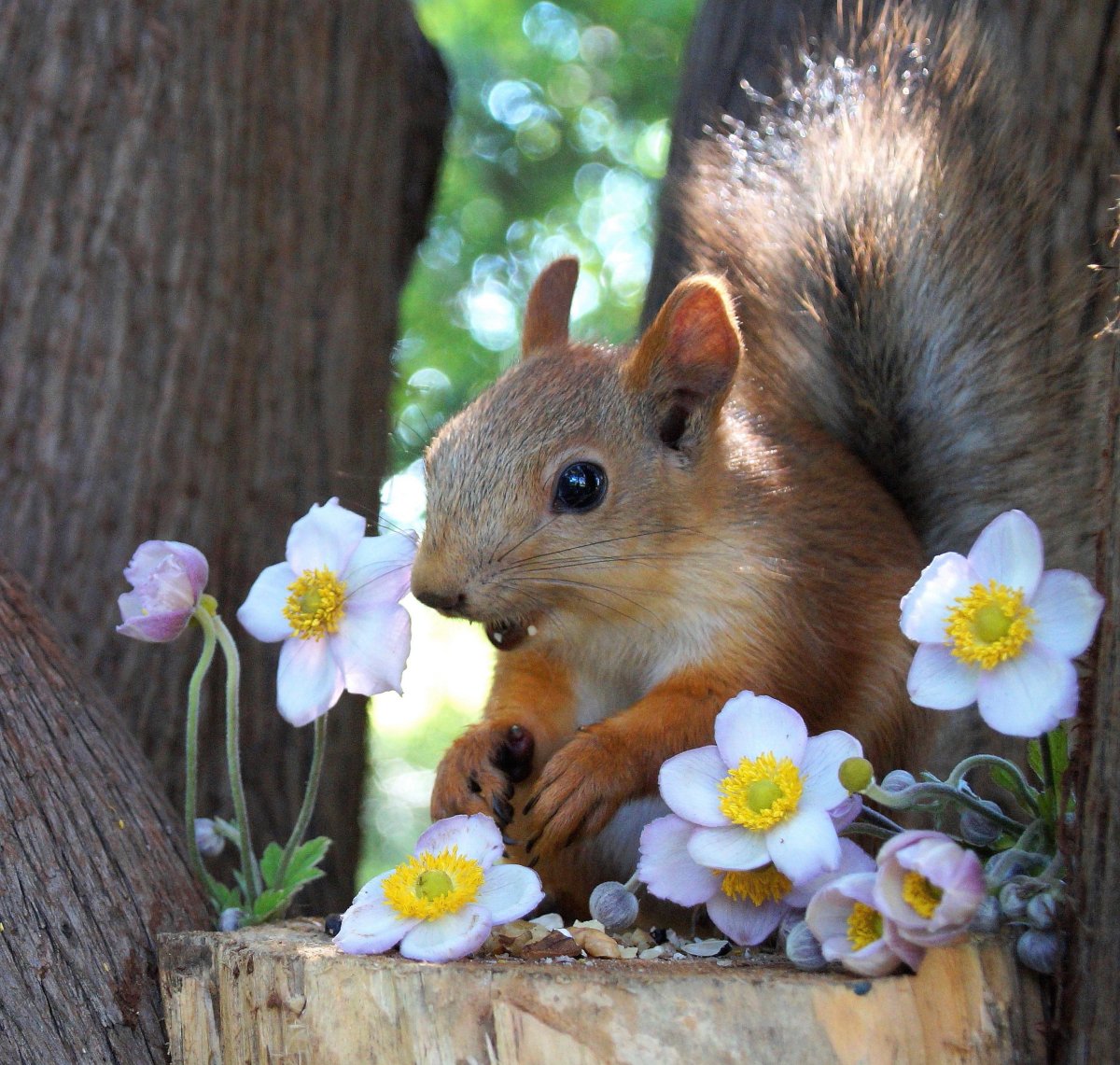 Животные летом
