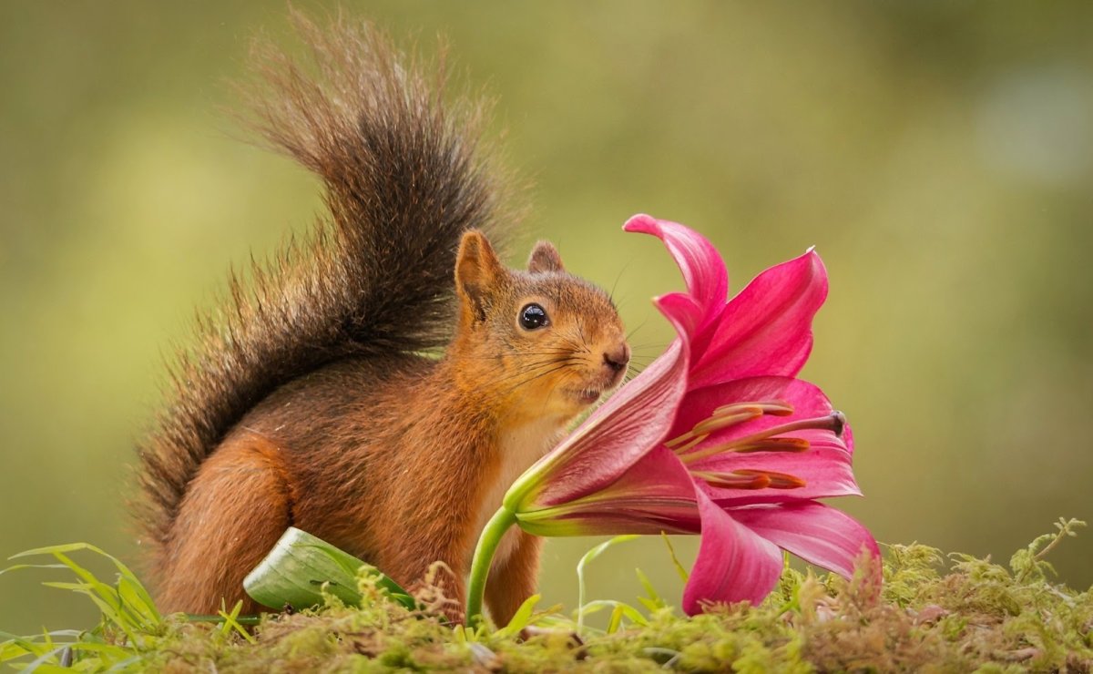 Белка и цветы