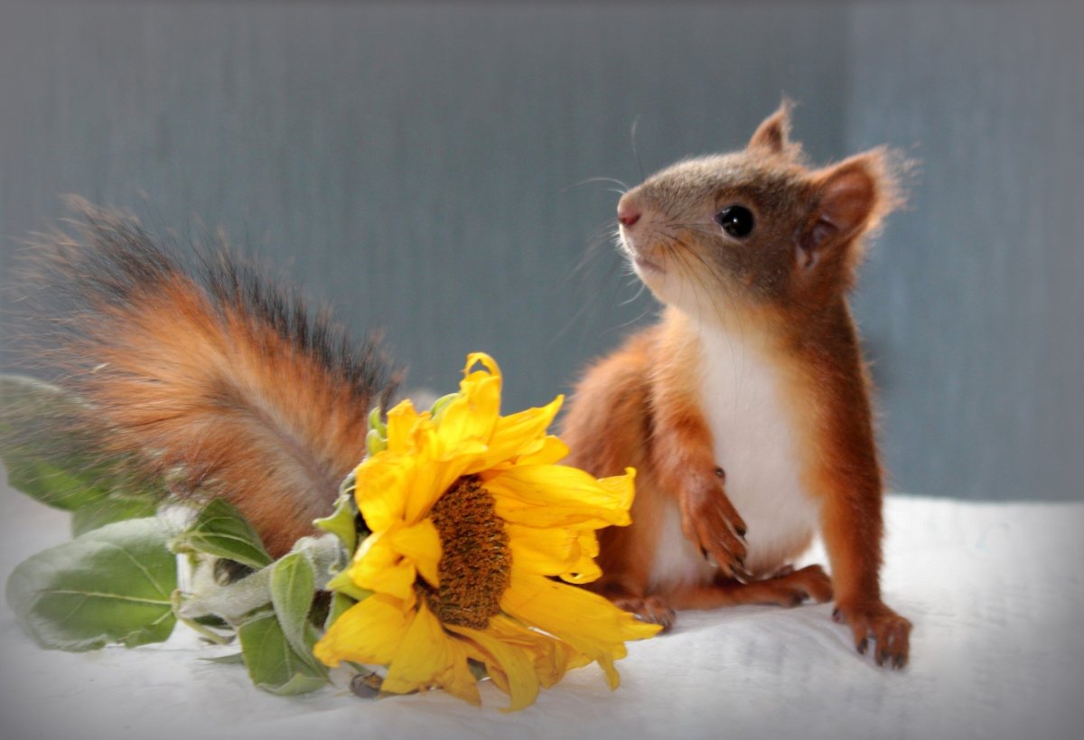 Белка с ромашкой