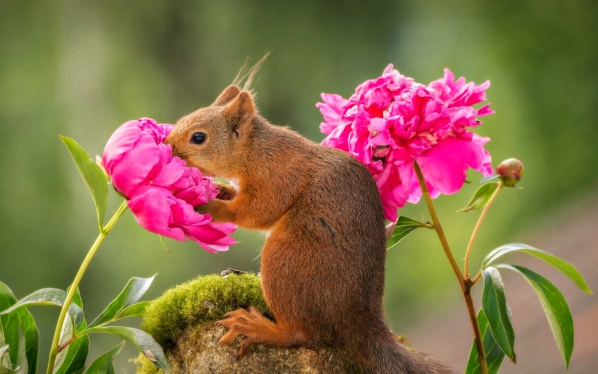 Животные летом