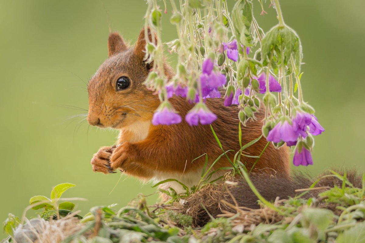 Забавные животные летом