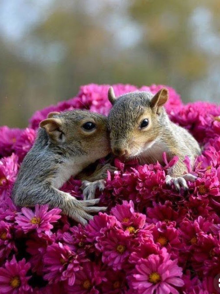 Природа с животными