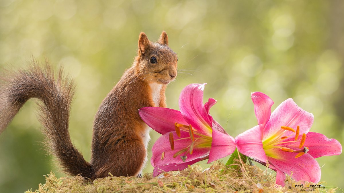 Весенняя белка