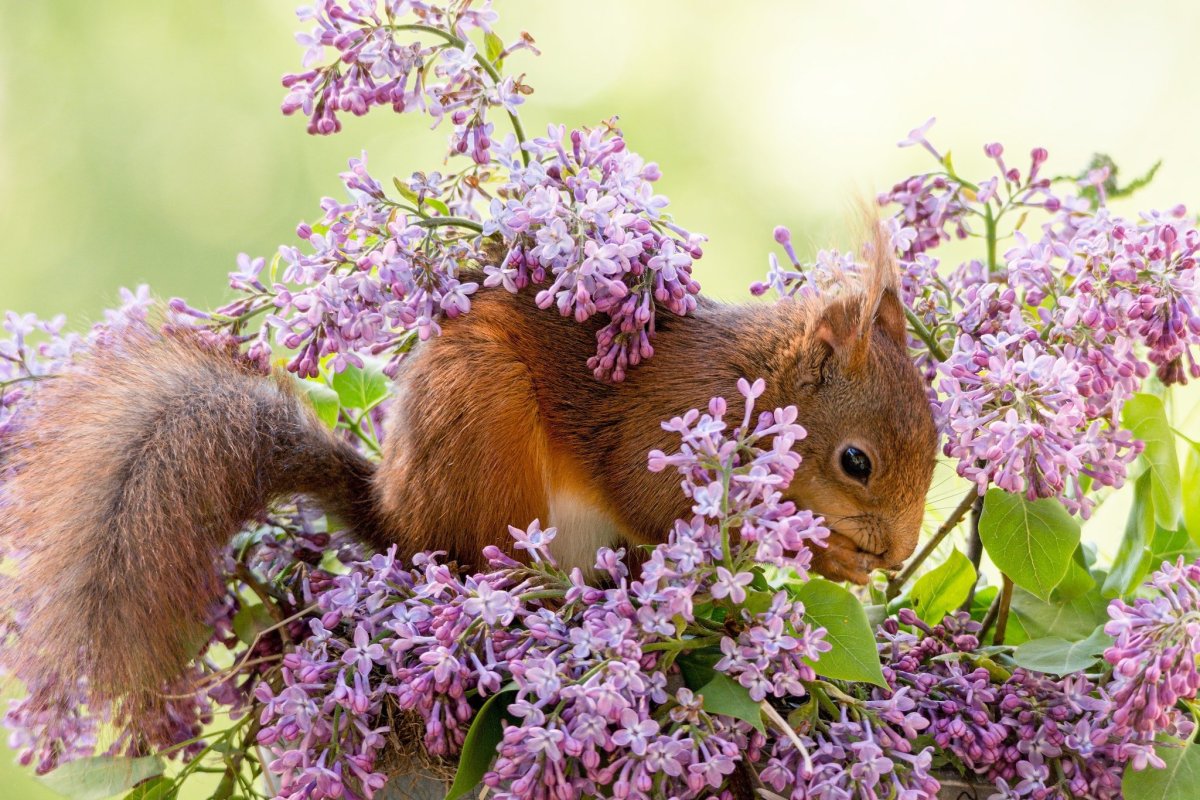 Весна природа животные