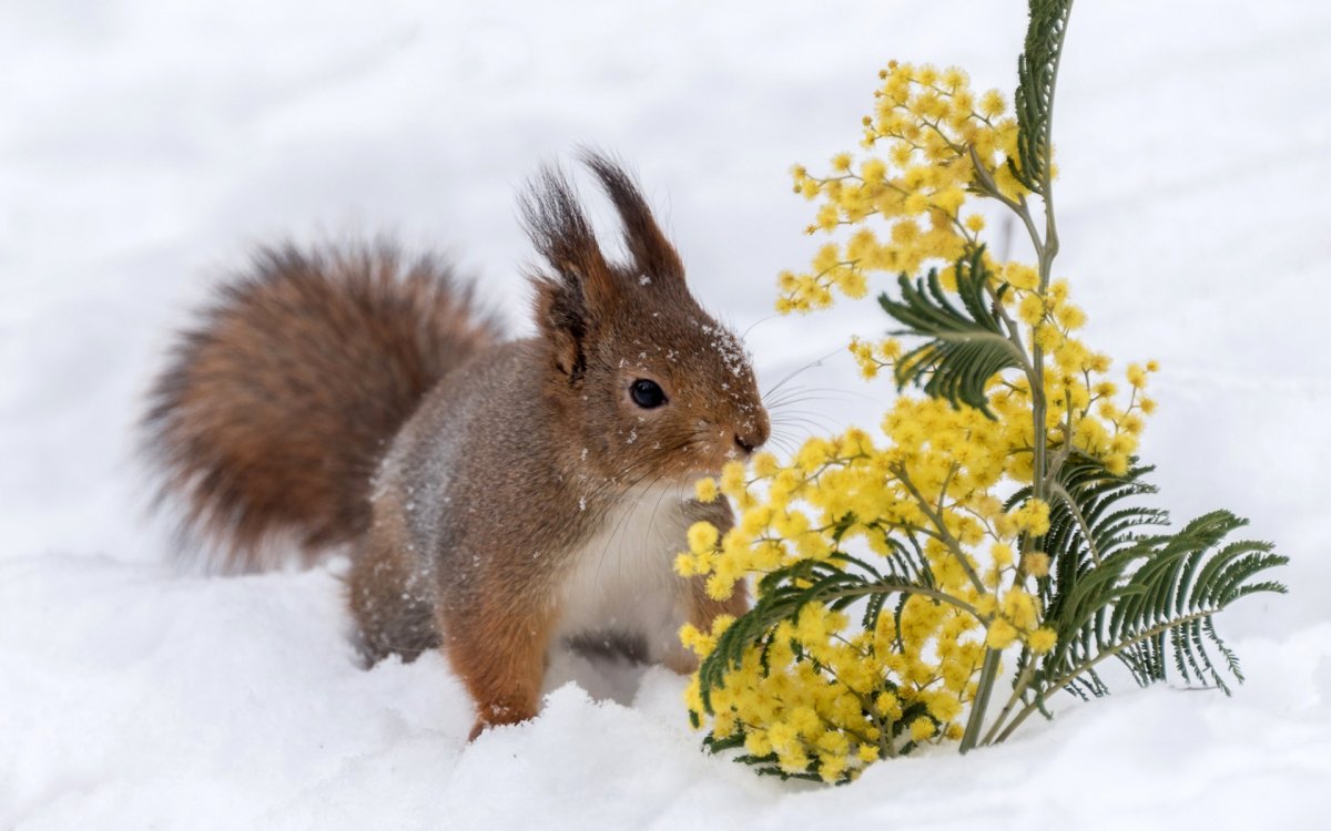 Весна животные