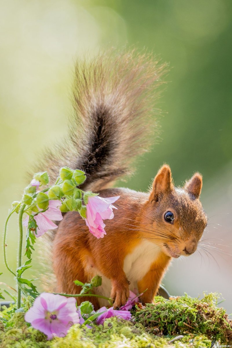 Красивая белка