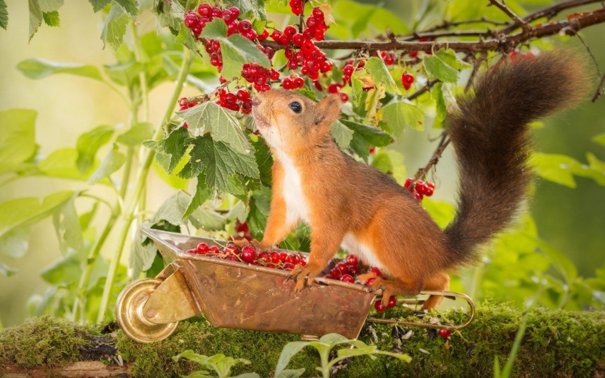 Белки осенью