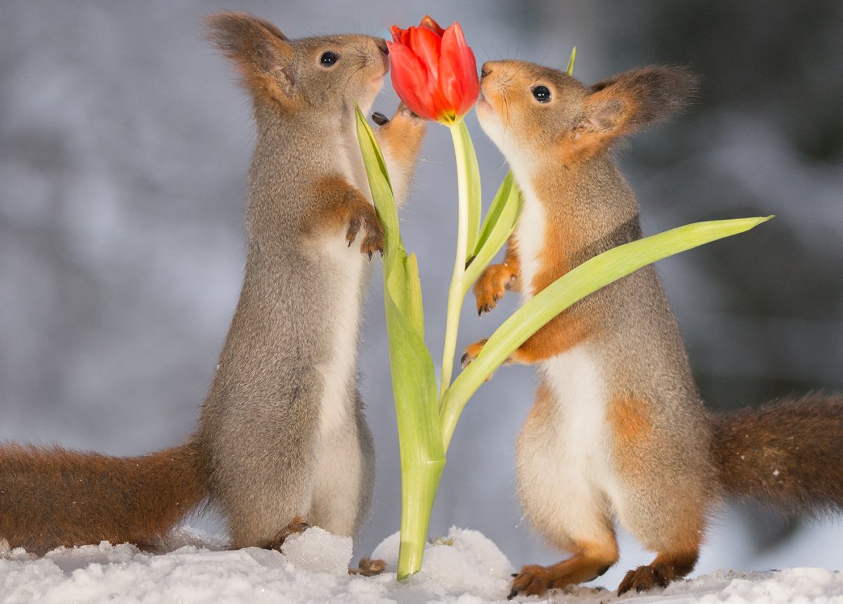 Белочка и цветы