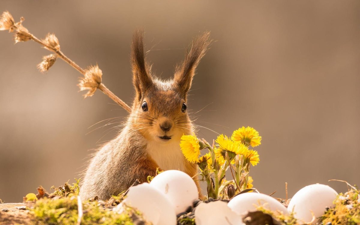 Белка весной