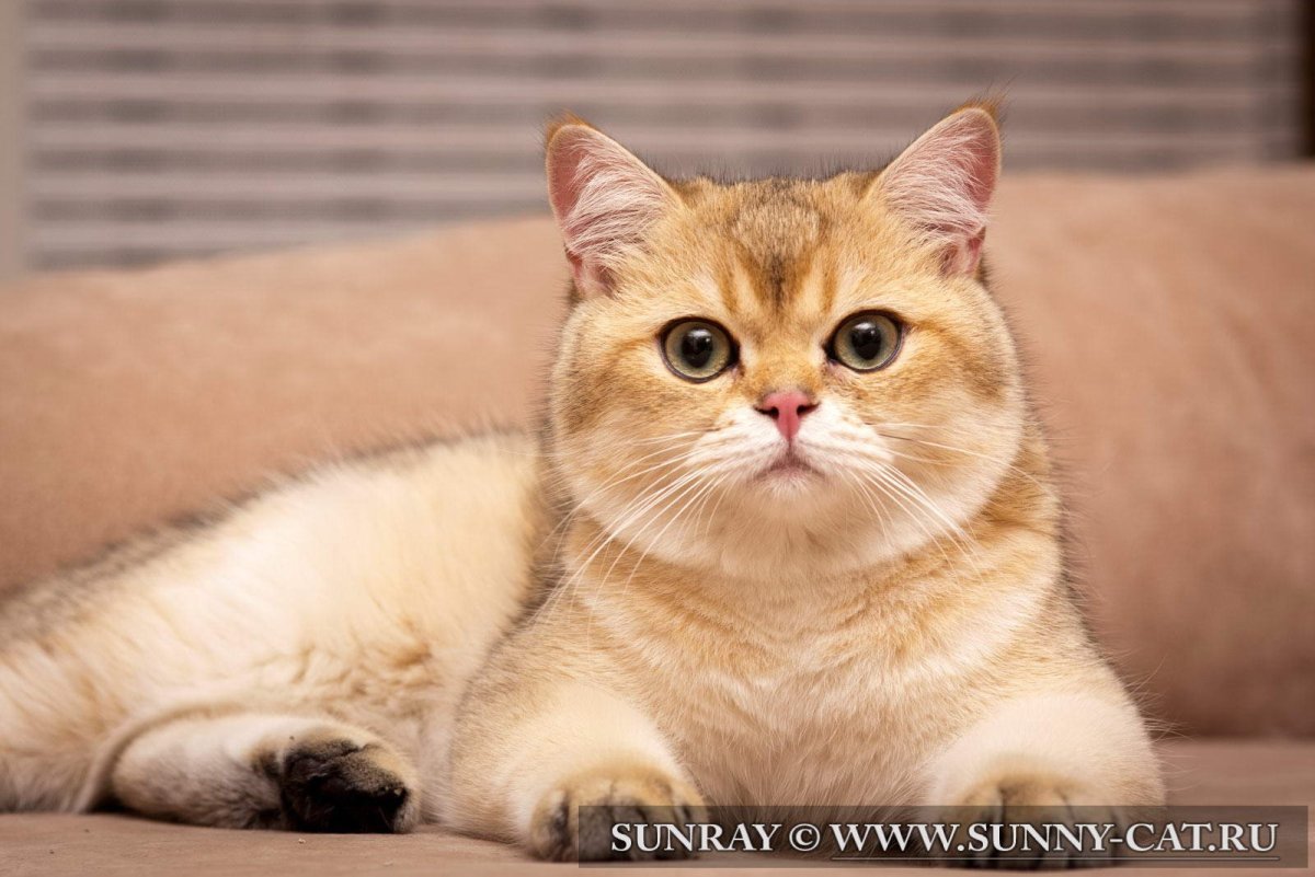 Британская короткошёрстная Золотая шиншилла