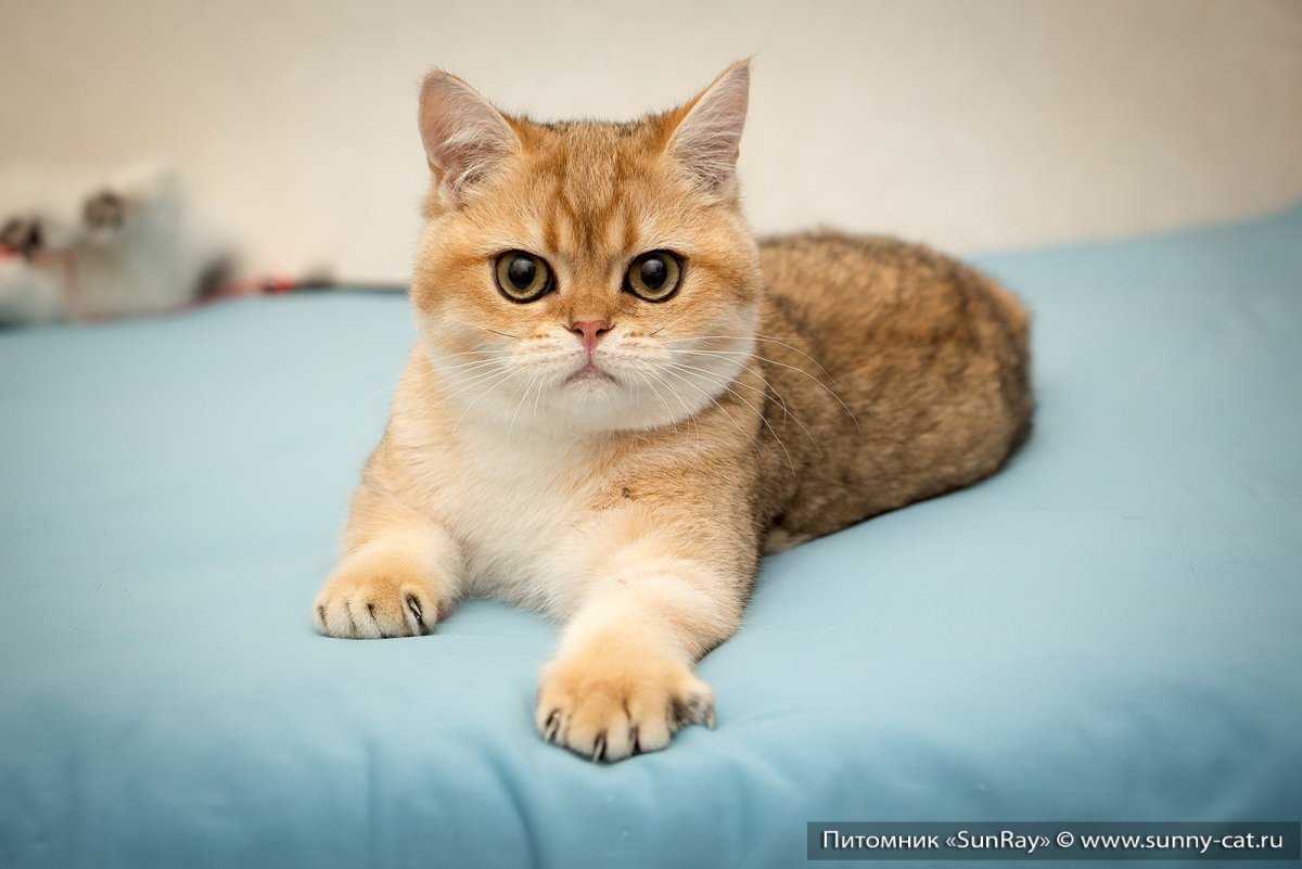 Британская короткошёрстная кошка Золотая шиншилла