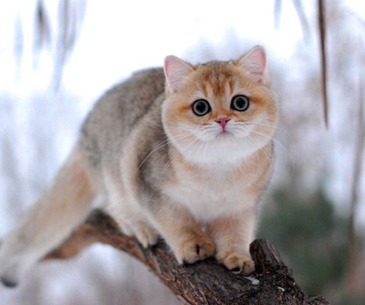 Британская Золотая шиншилла