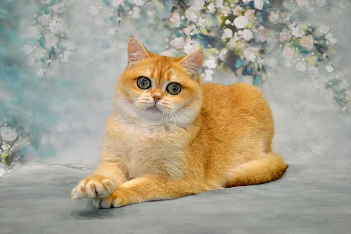 Британская шиншилла ny12