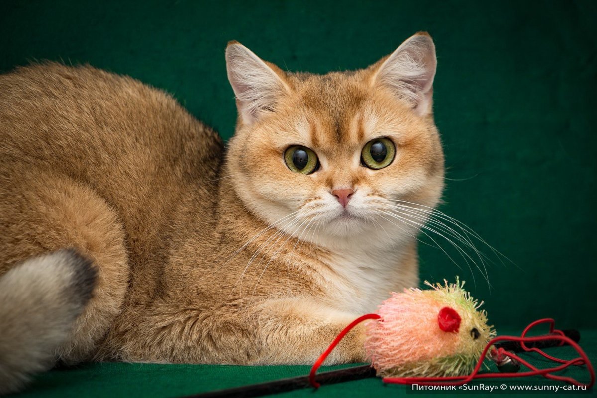 Британский короткошерстный кот рыжий