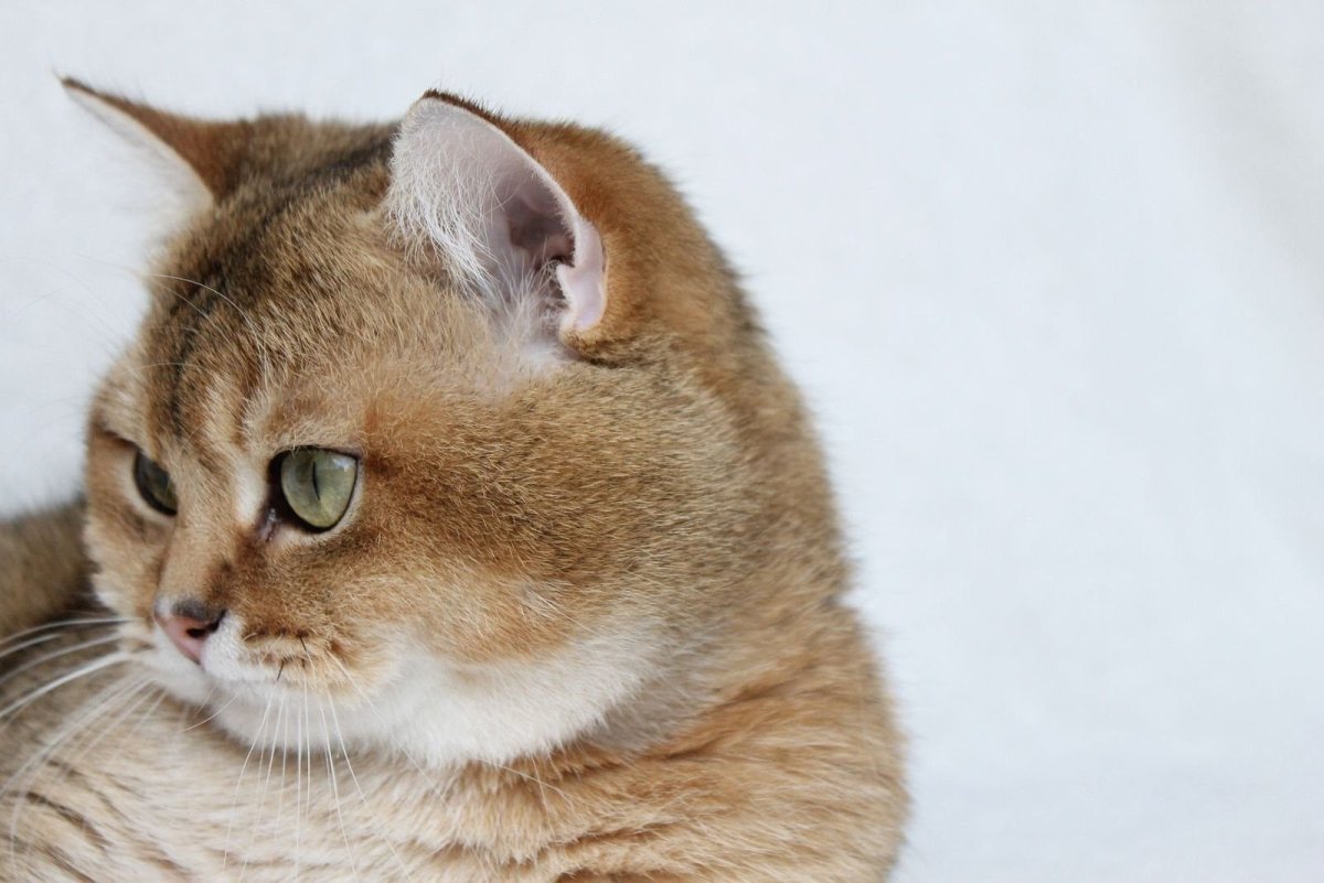 Голден Бритиш Кэт