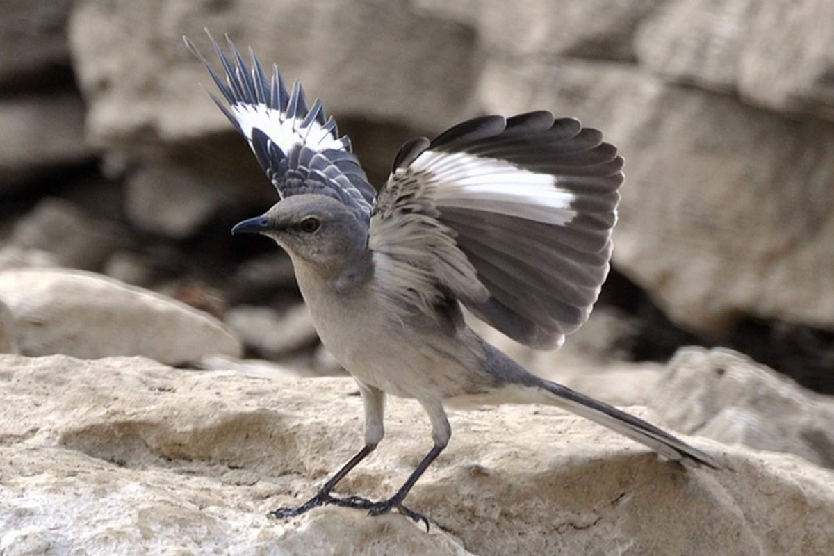 Птицы штата Техас