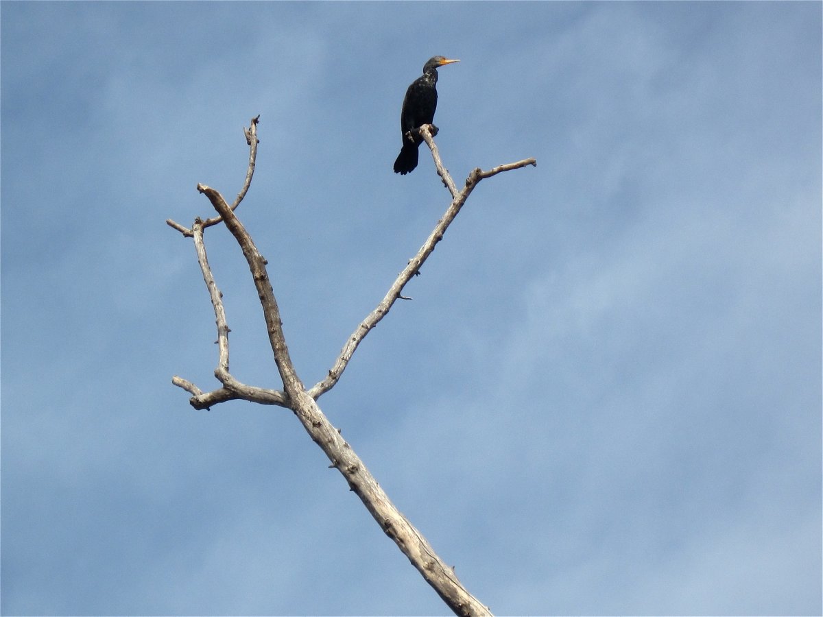 Птицы Техаса фото