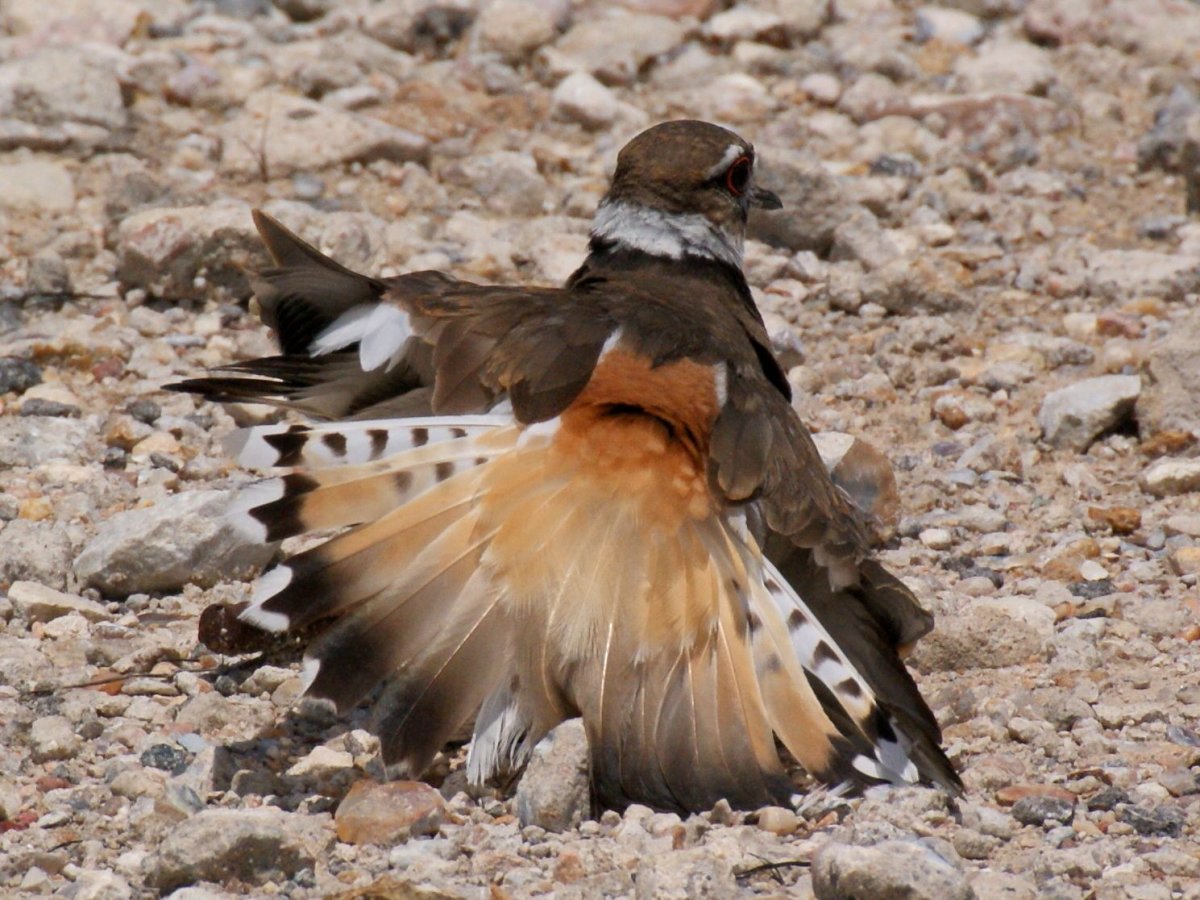 Птицы Техаса