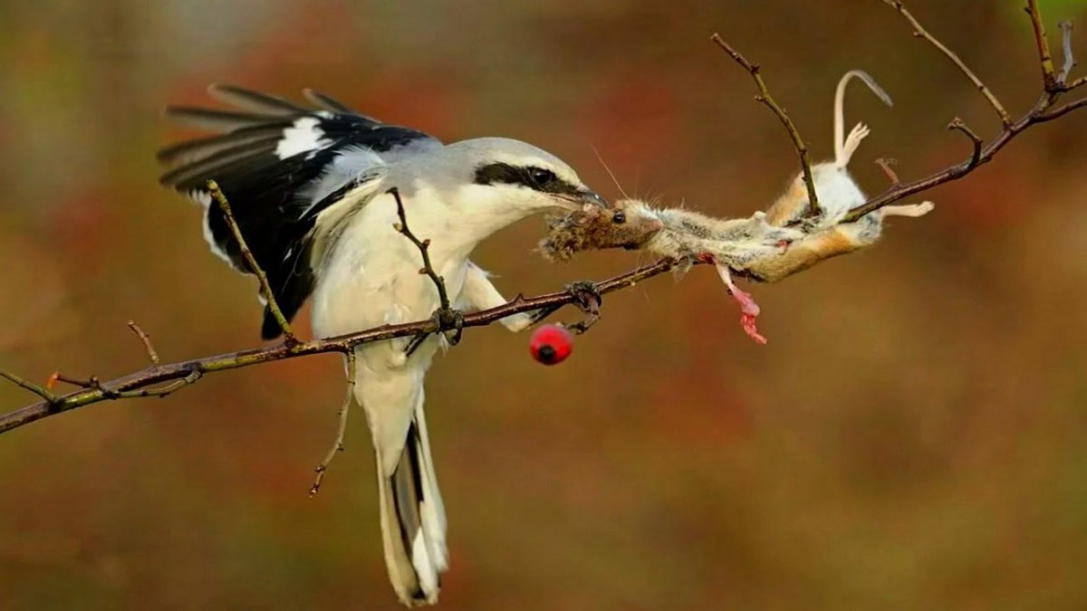 Сорокопут птица