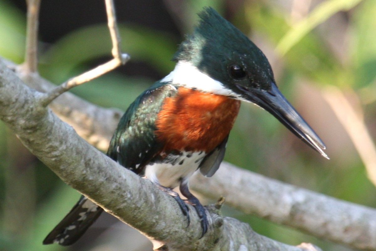 Птицы штата Техас