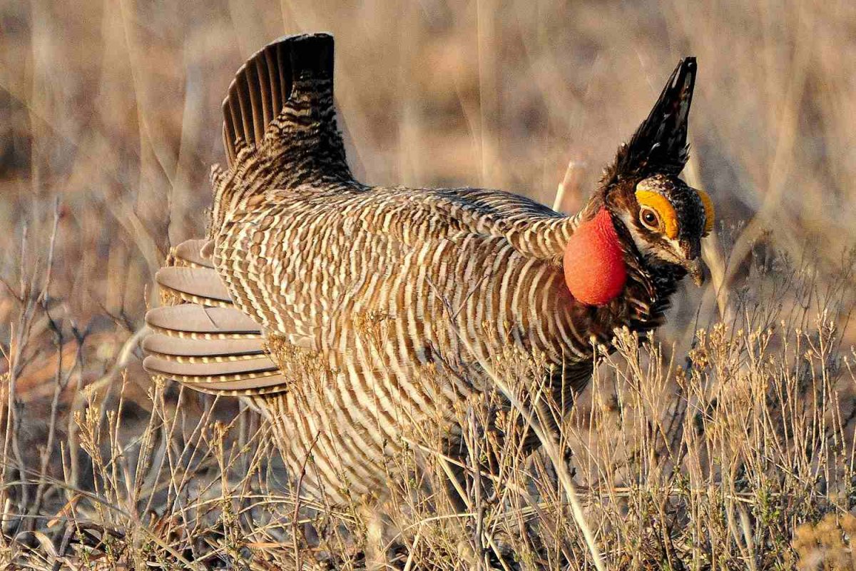 Луговой тетерев / Tympanuchus pallidicinctus